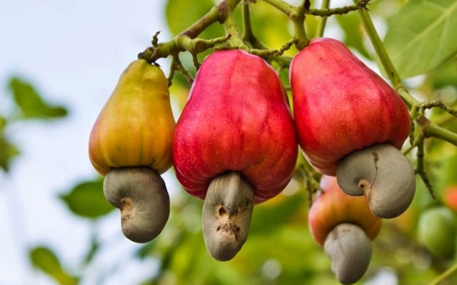 National Cashew mass spraying exercise launched